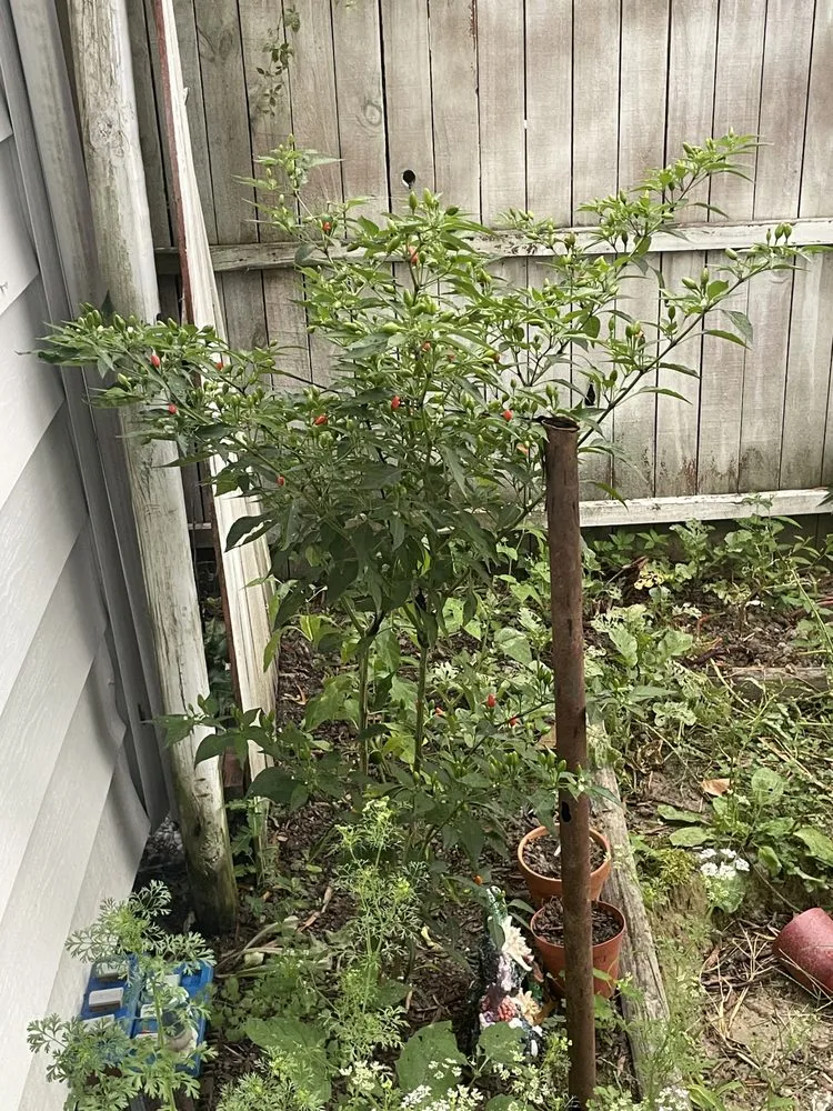 Professional outdoor landscaping experts serving Richmond, VA - Green Lands Ramirez