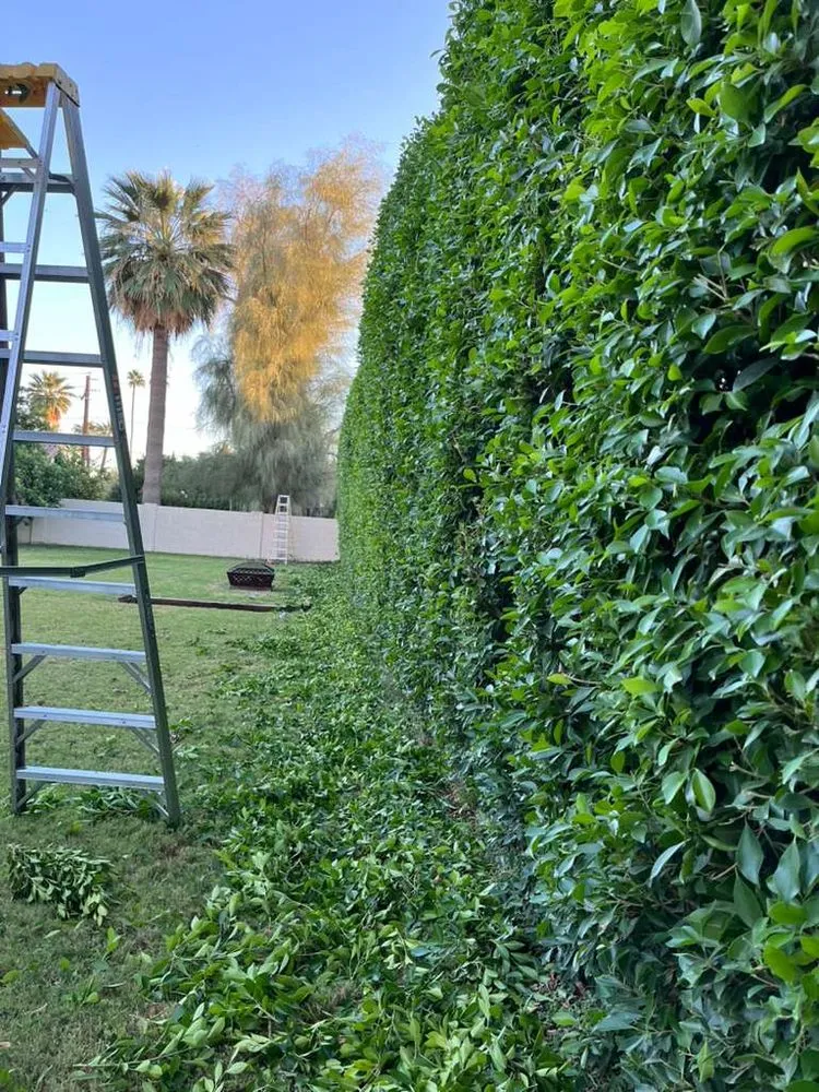 Top-rated landscaping services in Surprise, AZ by Green Landscape Services