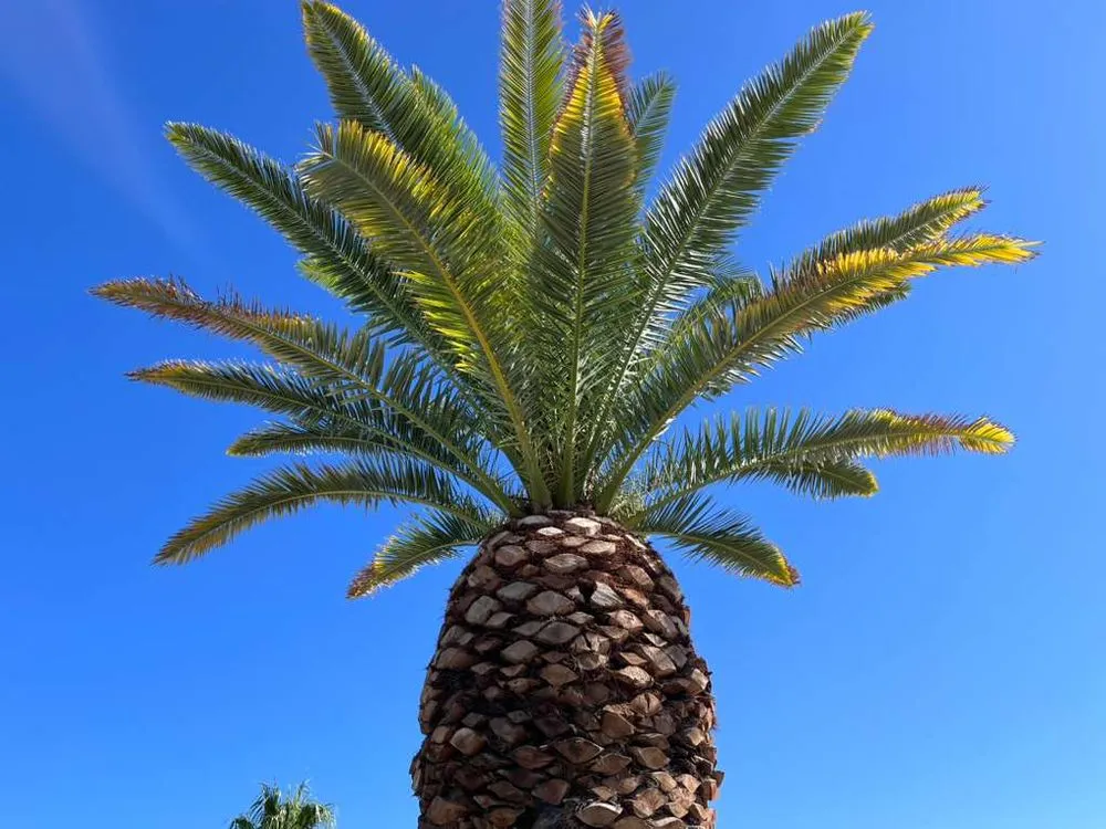 Top-rated lawn care service in Surprise, AZ by Green Landscape Services