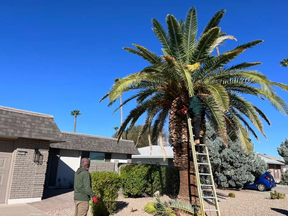 Custom yard maintenance for year-round maintenance in Surprise, AZ by Green Landscape Services