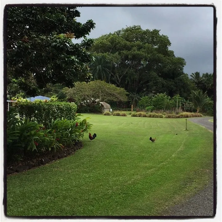 Custom garden landscaping for beautiful yards in Hanalei, HI by Green Landscapes Kauai