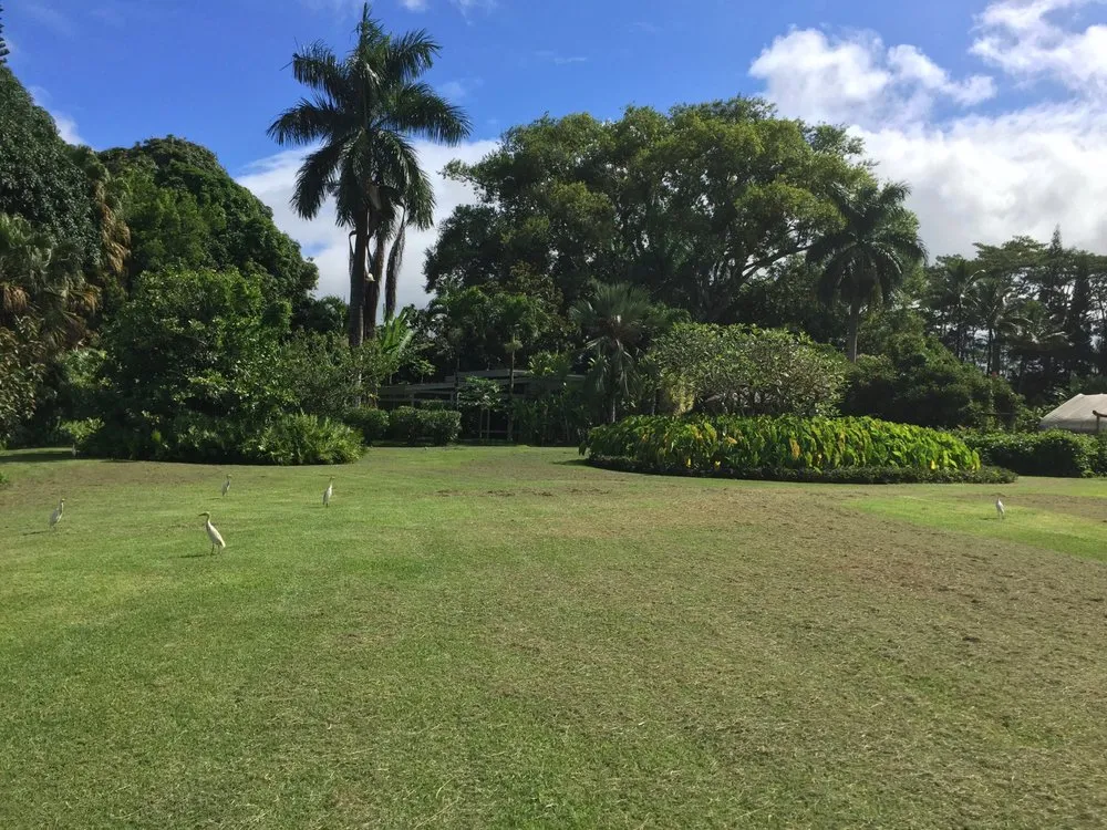 Top-rated landscaping services experts serving Hanalei, HI - Green Landscapes Kauai