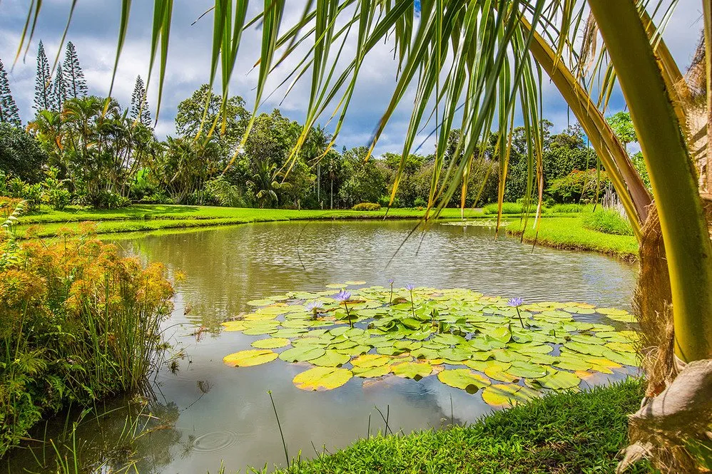 Custom yard maintenance near you across Hanalei, HI - Green Landscapes Kauai