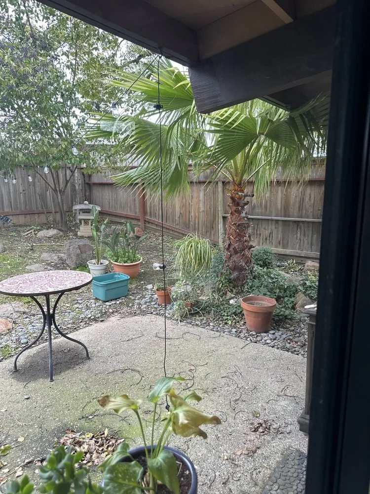 Expert yard cleanup service in Sacramento, CA - Green Landscaping