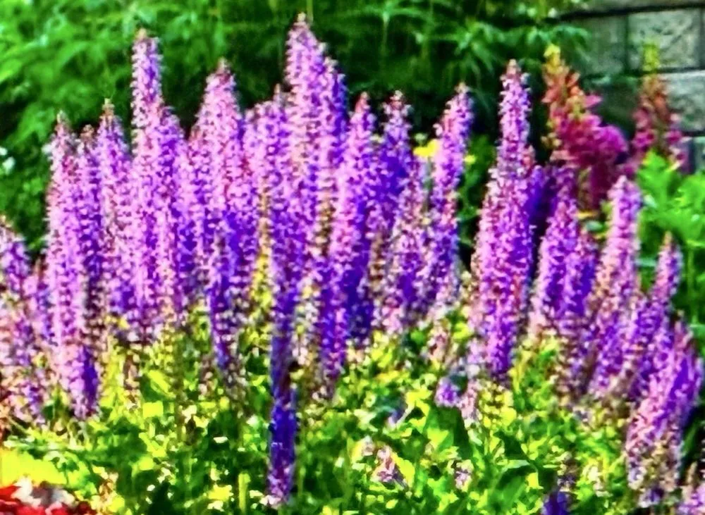 Local yard maintenance for beautiful yards across Sterling, VA - Green Landscaping