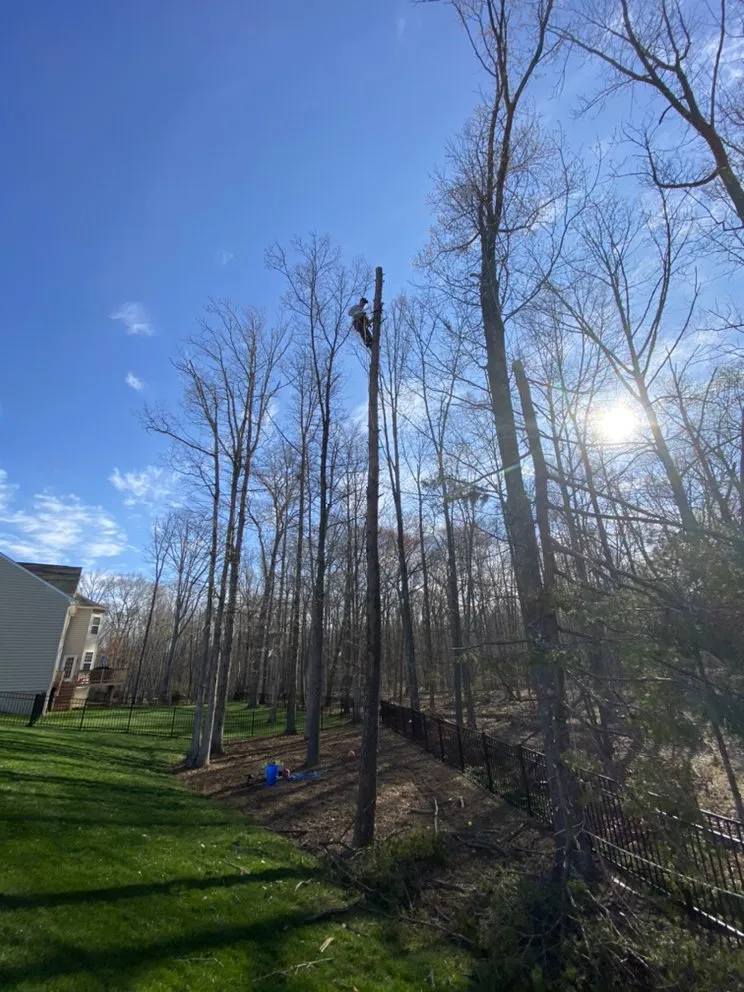 Top-rated yard cleanup service in Sterling, VA by Green Landscaping