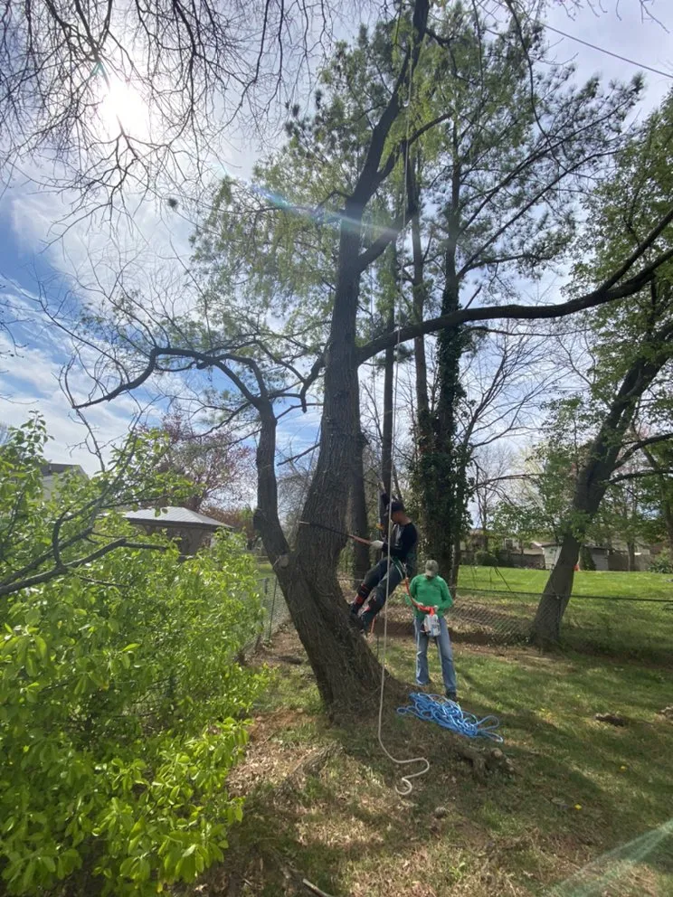 Custom lawn mowing service for outdoor upgrades across Sterling, VA - Green Landscaping