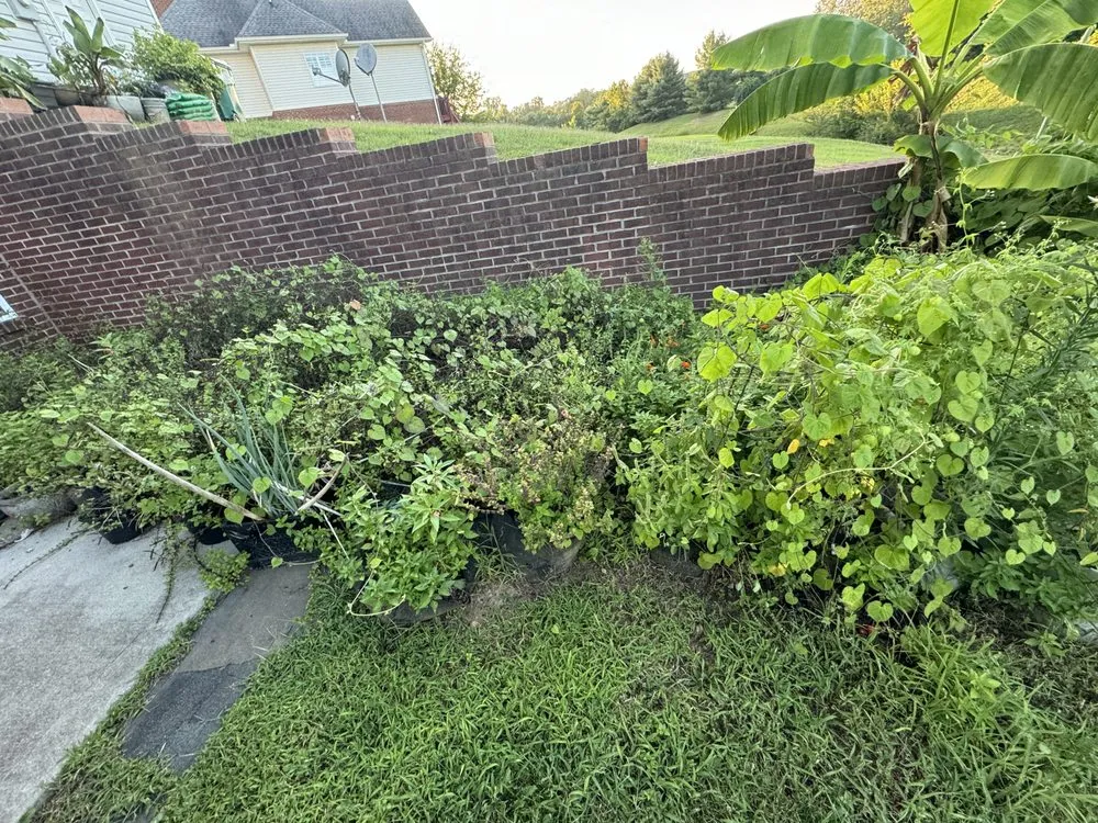 Trusted yard cleanup service for residential properties in Knoxville, TN by Green Lane Lawn Service