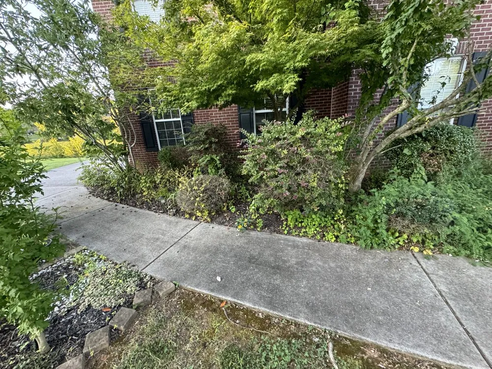 Expert yard cleanup service experts serving Knoxville, TN - Green Lane Lawn Service