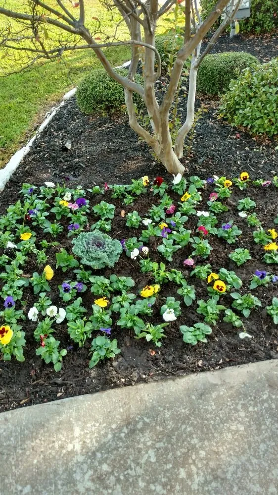 Professional lawn mowing service in Paris, TX - Green Lawn and Landscape