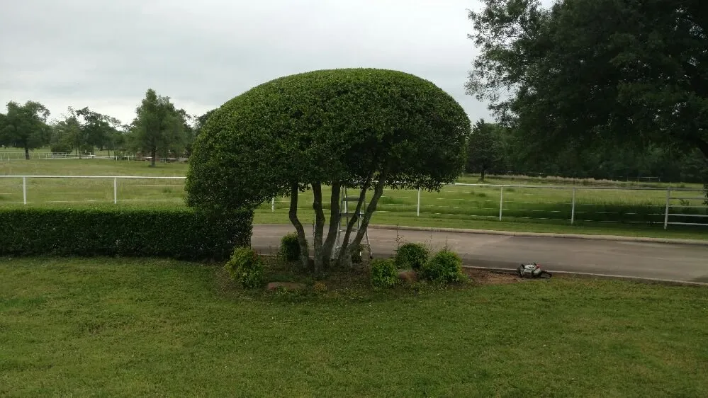 Expert landscaping services for beautiful yards in Paris, TX by Green Lawn and Landscape