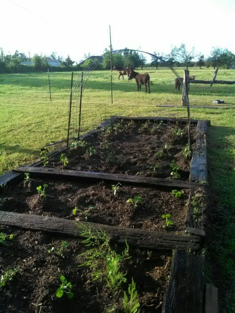 Affordable yard maintenance experts serving Paris, TX - Green Lawn and Landscape