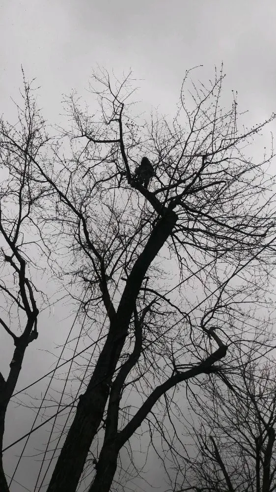 Professional landscaping services with custom design in Capitol Heights, MD by Green Lawn and Tree Services