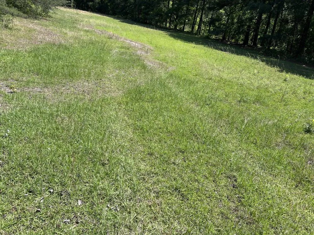 Custom lawn care service for beautiful yards in Clio, SC by Green Lawn Care