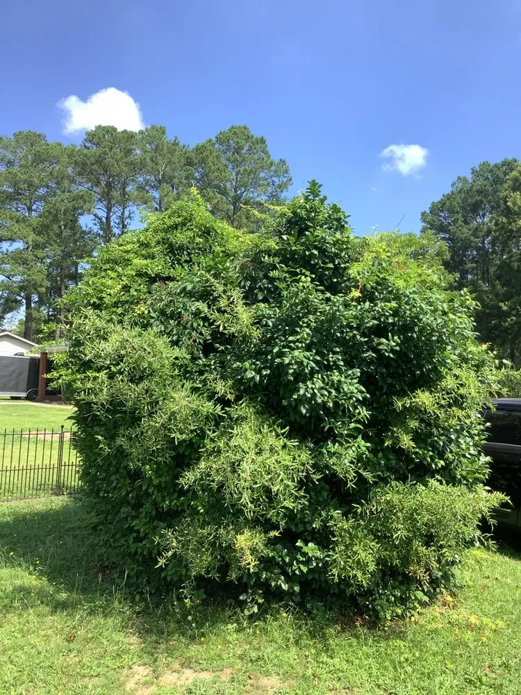 Reliable outdoor landscaping in Clio, SC - Green Lawn Care