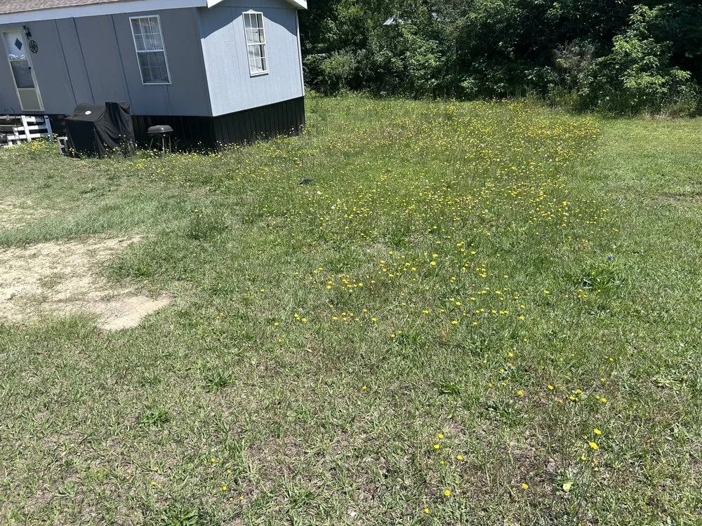 Expert landscaping services in Clio, SC - Green Lawn Care