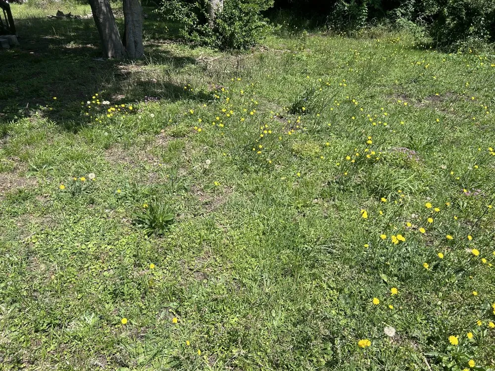 Expert yard cleanup service near you across Clio, SC - Green Lawn Care
