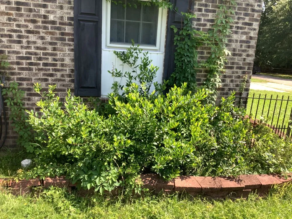 Top-rated outdoor landscaping in Clio, SC - Green Lawn Care