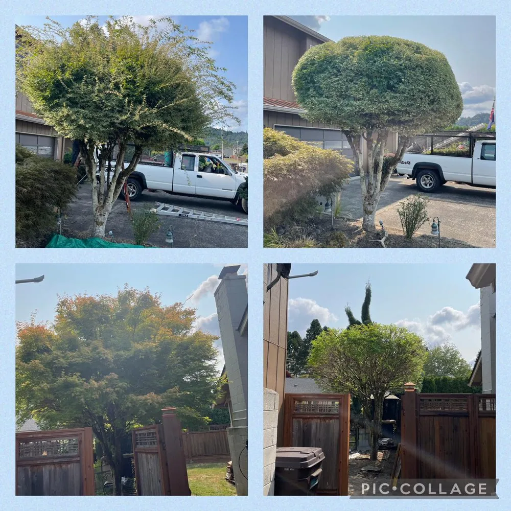 Reliable landscaping services in Longview, WA by Green Lawn Care