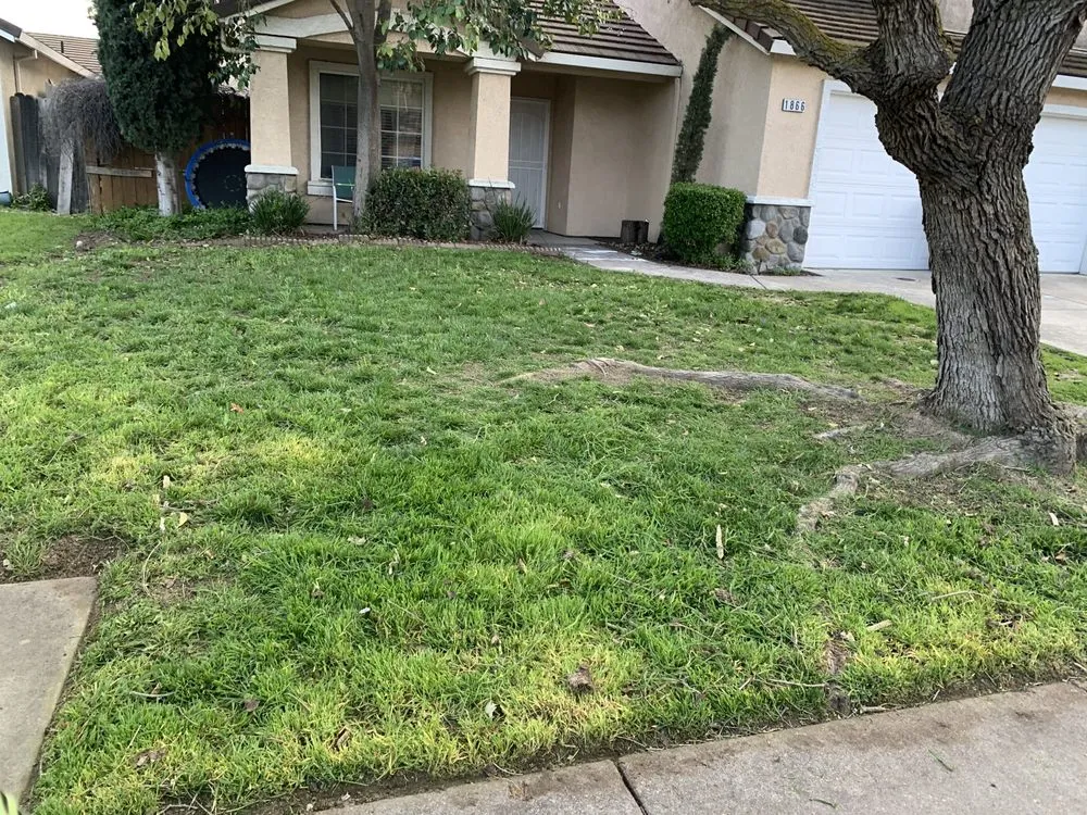 Expert yard maintenance near you across Stockton, CA - Green Lawn Care