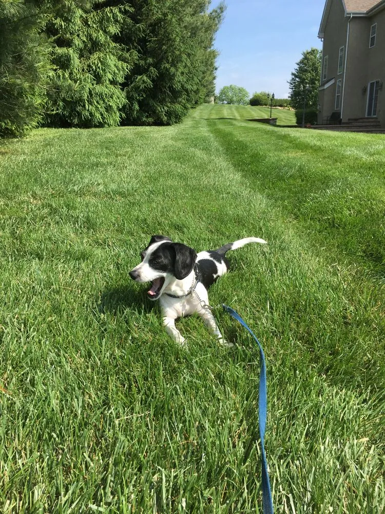 Top-rated yard maintenance in West Chester, PA - Green Lawn Fertilizing