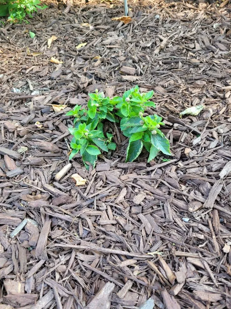 Affordable garden landscaping experts serving West Chester, PA - Green Lawn Fertilizing