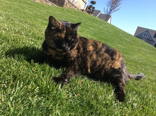 Reliable garden landscaping for residential properties in West Chester, PA by Green Lawn Fertilizing