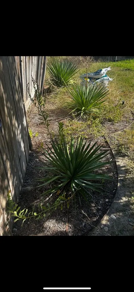 Professional yard maintenance with custom design across Mustang Ridge, TX - Green Lawn Landscape & Maintenance