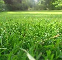 Trusted lawn care service in Smithfield, VA - Green Lawn Service