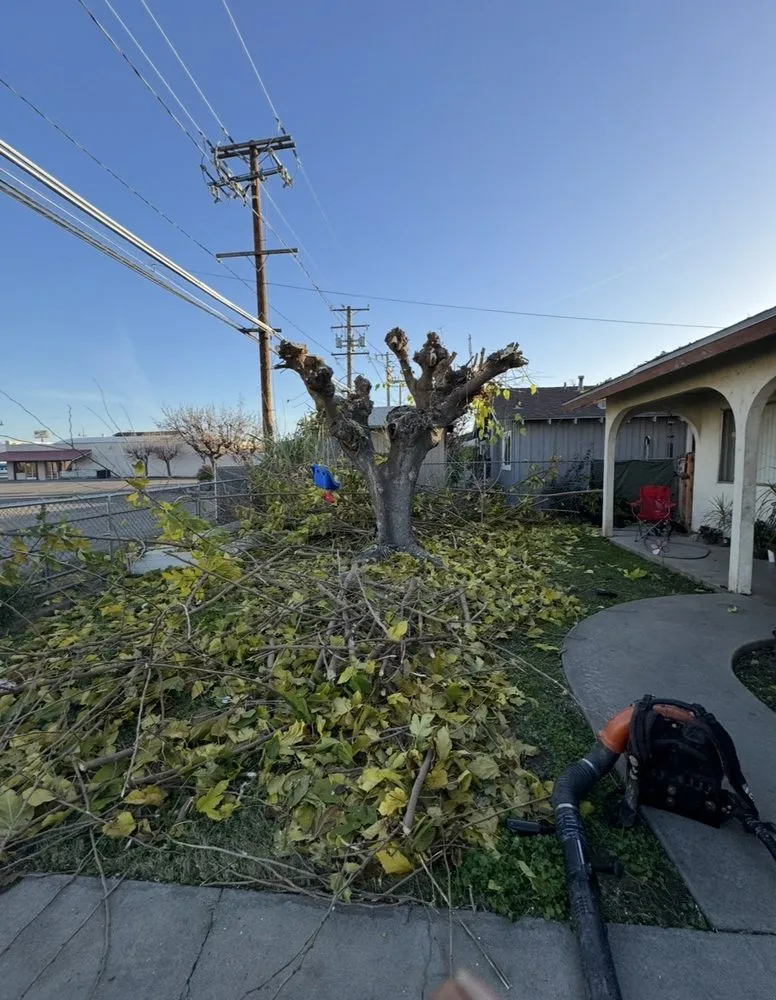 Reliable landscaping services experts serving Woodlake, CA - Green Lawn Service