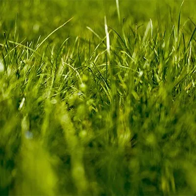 Professional landscape design experts serving Macon, GA - Green Lawncare And Tree Cutting Services