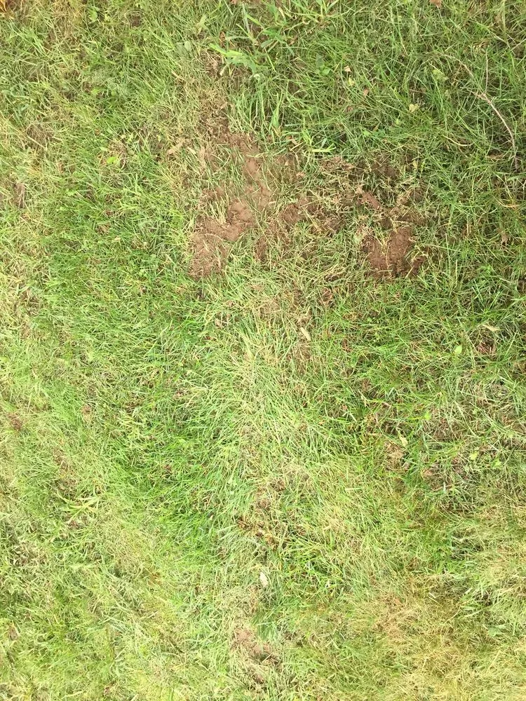 Local residential landscaping for homes across Dover, DE - Green Lawns