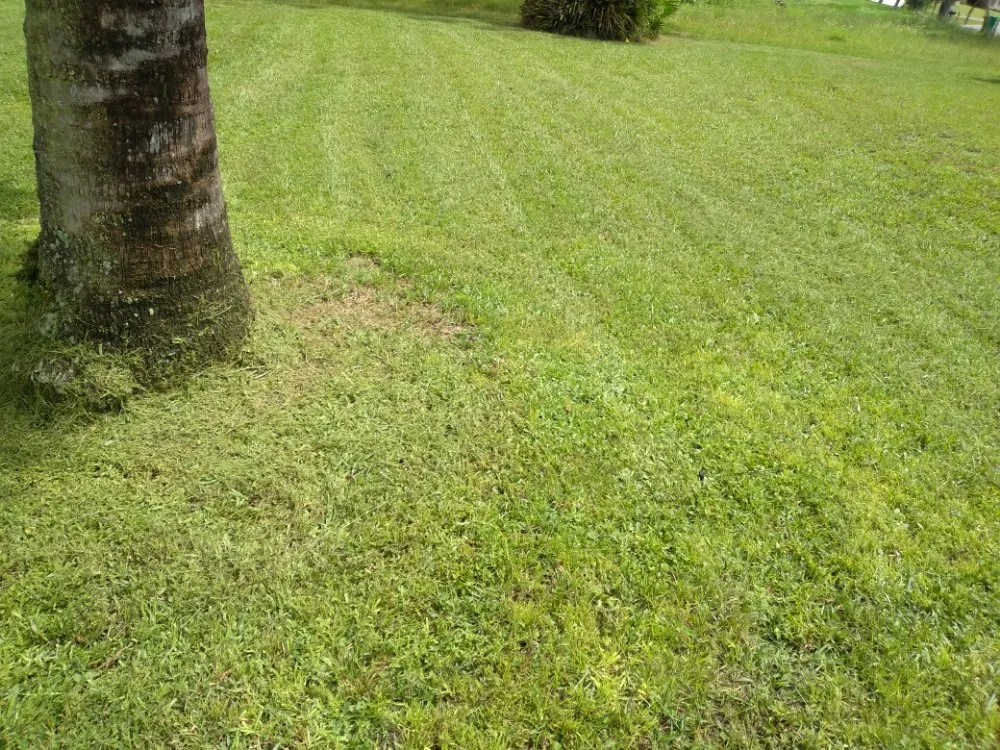 Reliable lawn mowing service in Port Charlotte, FL by Green Lawns