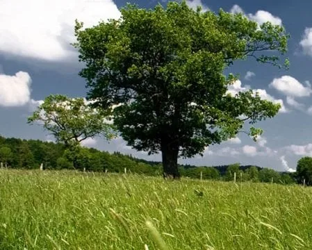 Local landscape installation experts serving Signal Hill, CA - Green Leaf Industries