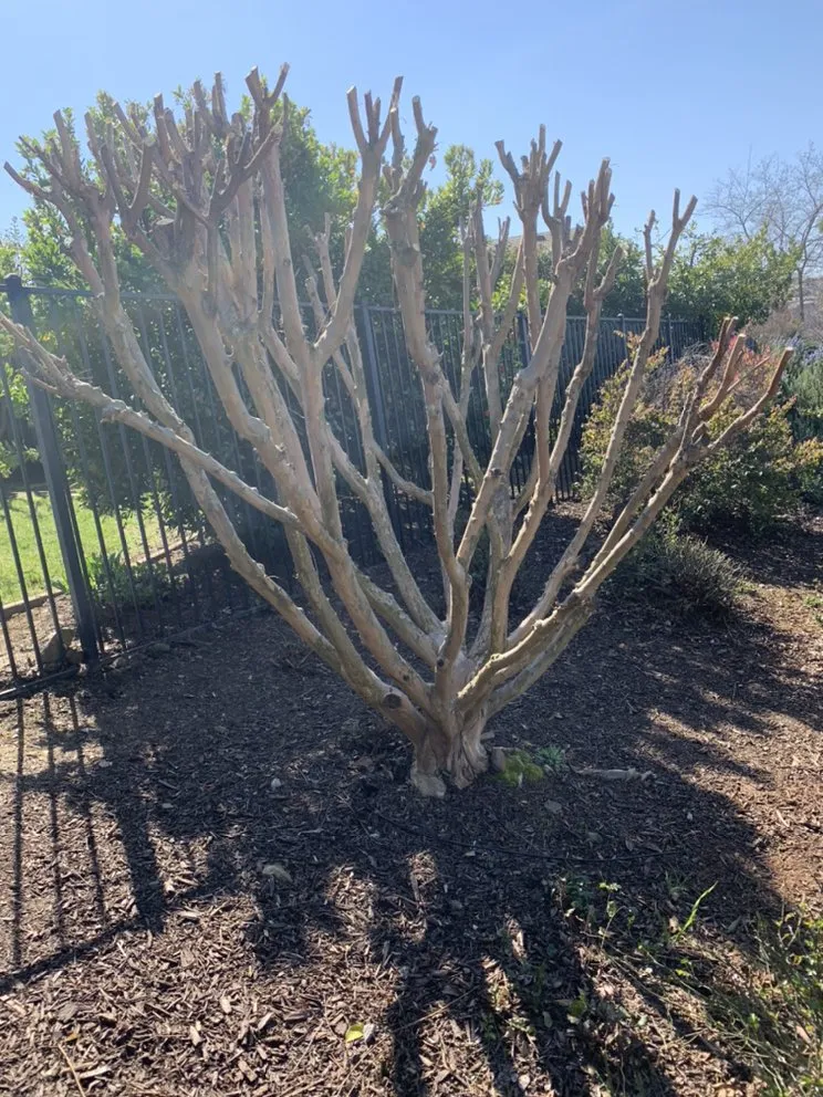 Top-rated lawn mowing service experts serving Sacramento, CA - Green Leaf Landscape & Lawncare