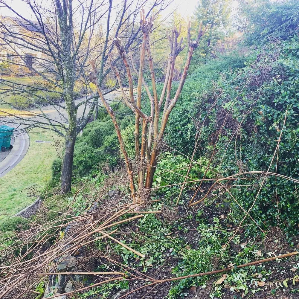 Custom yard cleanup service near you across Sacramento, CA - Green Leaf Landscape & Lawncare