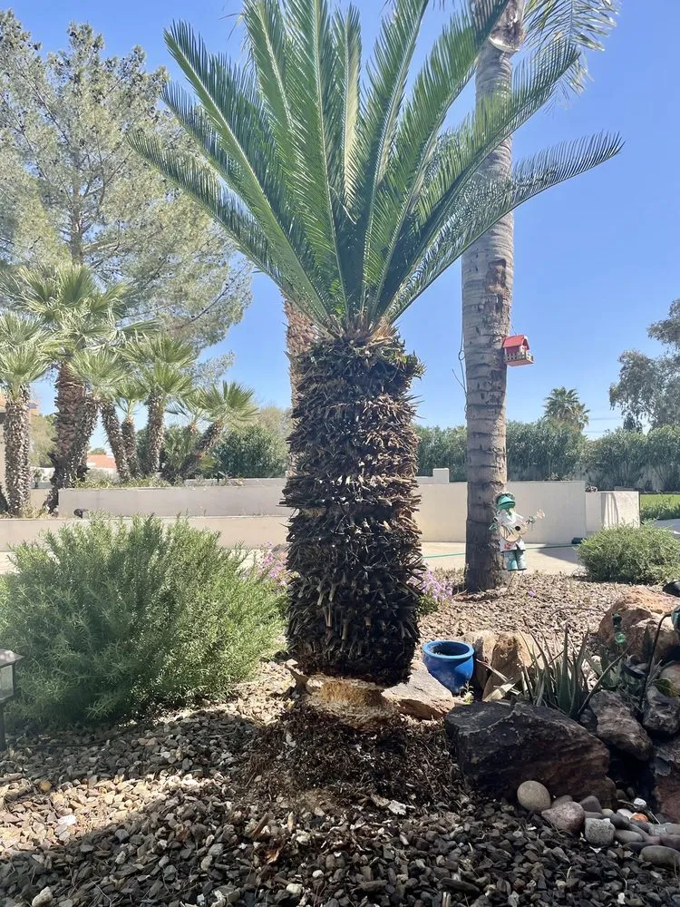 Local residential landscaping in Phoenix, AZ by Green Leaf Landscape