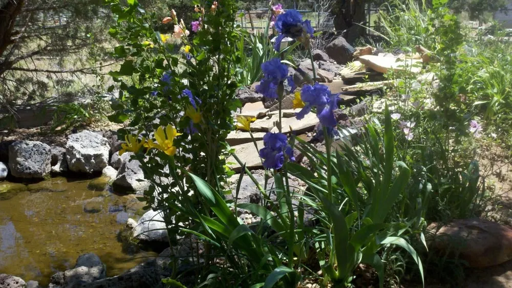 Custom lawn mowing service in Show Low, AZ by Green Leaf Landscaping & Maintenance