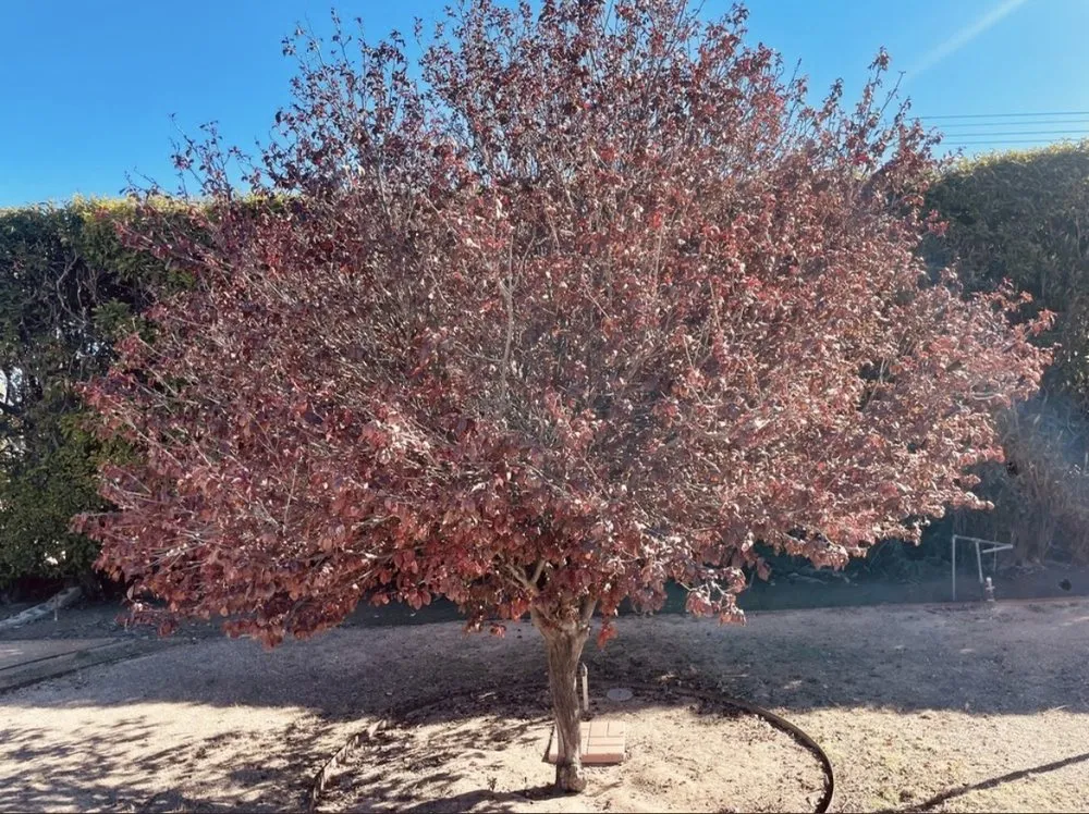 Reliable residential landscaping experts serving Tucson, AZ - Green Leaf Landscaping and Tree Service