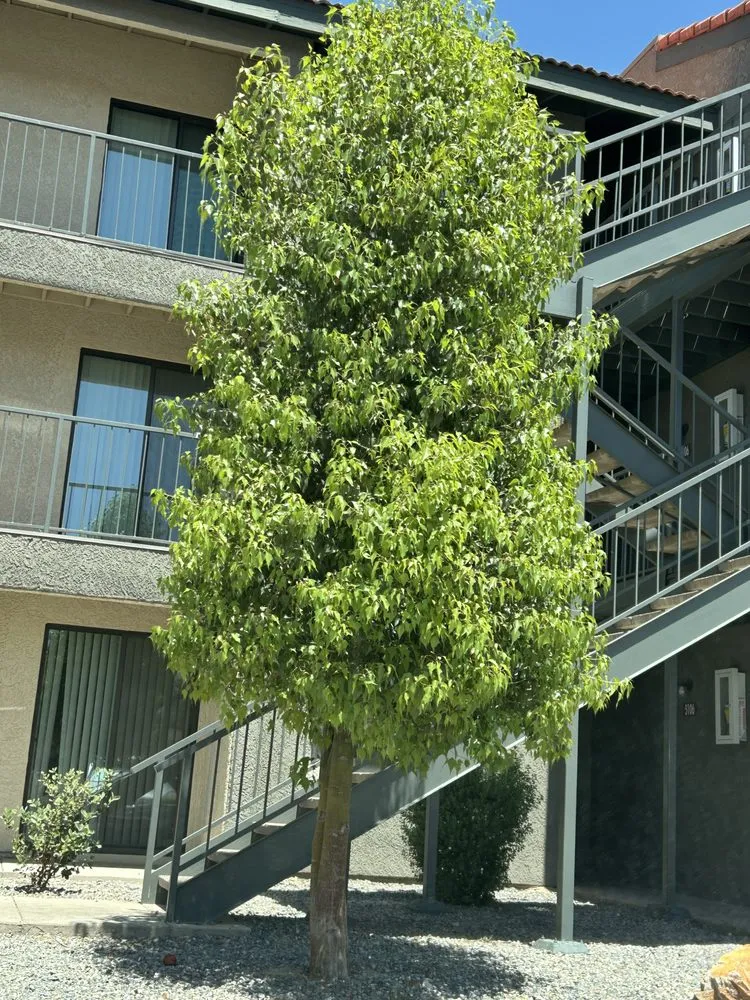 Professional lawn mowing service in Tucson, AZ - Green Leaf Landscaping and Tree Service