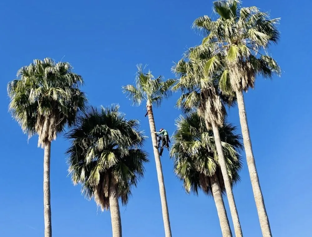 Expert lawn care service with custom design across Tucson, AZ - Green Leaf Landscaping and Tree Service