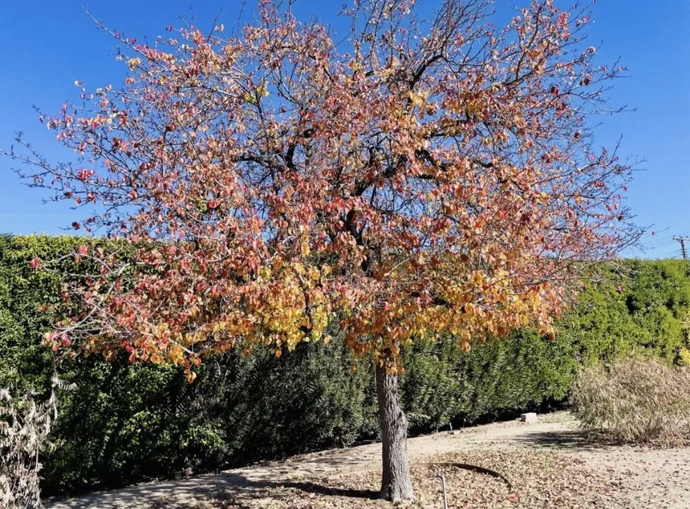 Custom yard maintenance in Tucson, AZ by Green Leaf Landscaping and Tree Service
