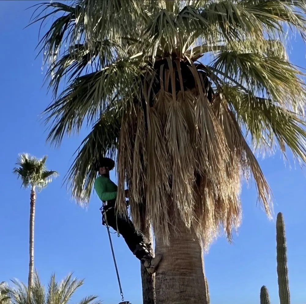 Affordable yard maintenance experts serving Tucson, AZ - Green Leaf Landscaping and Tree Service