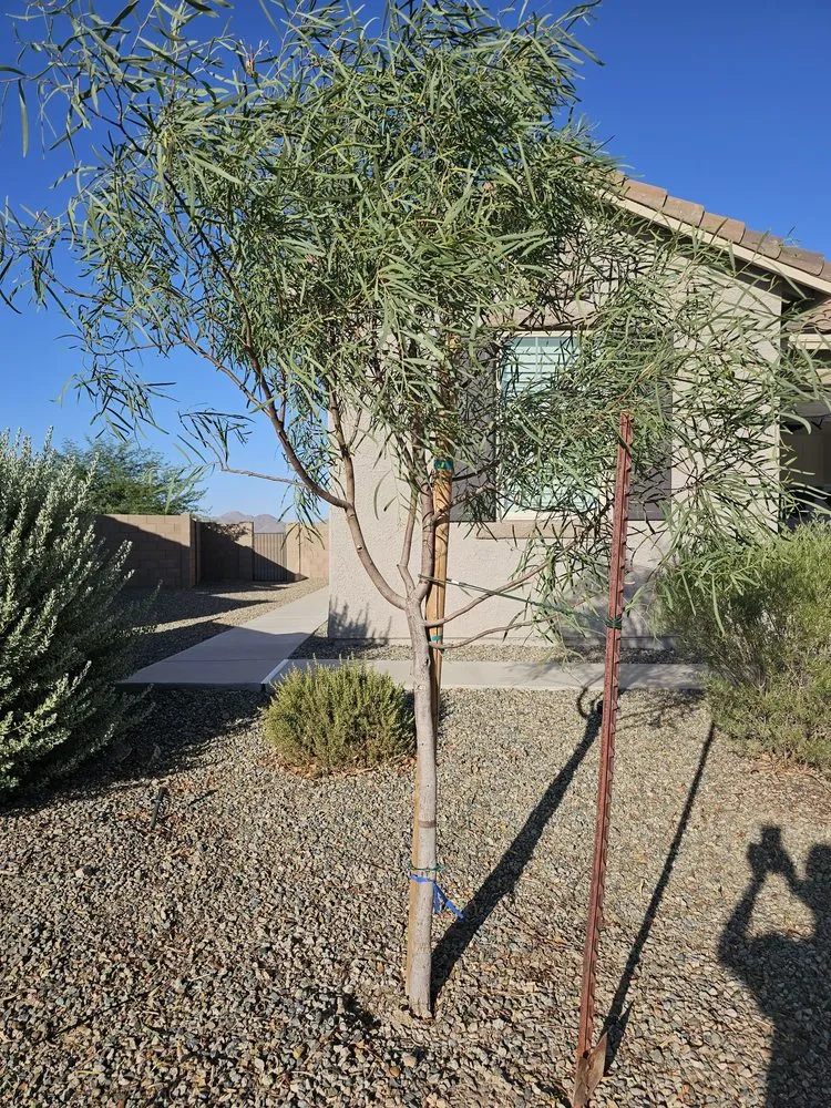 Top-rated landscape design with custom design across Tucson, AZ - Green Leaf Landscaping and Tree Service