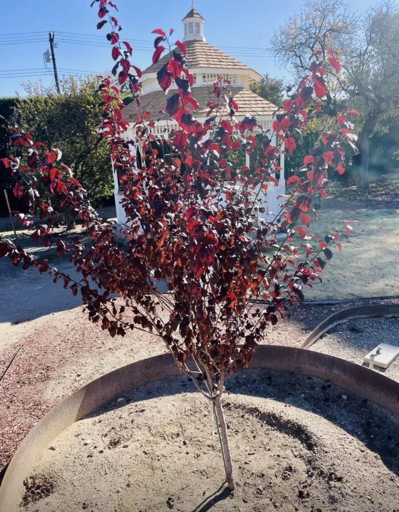 Affordable lawn care service in Tucson, AZ - Green Leaf Landscaping and Tree Service