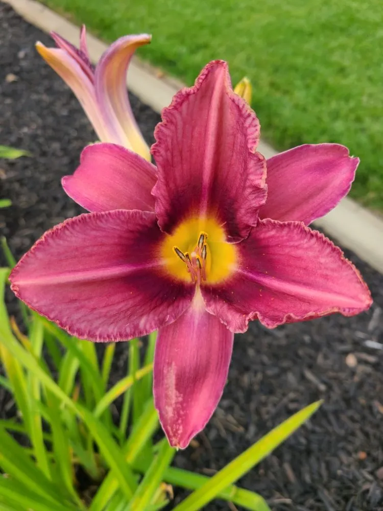 Affordable outdoor landscaping for homes in Elk Grove, CA by Green Leaf Landscaping