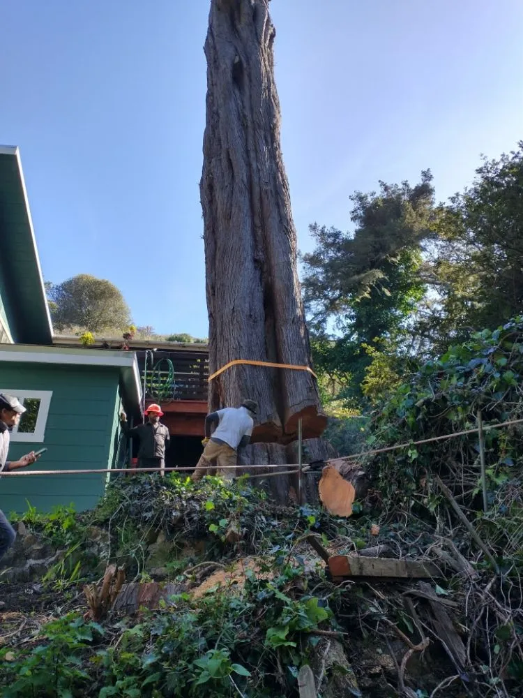 Local landscape installation in San Francisco, CA by Green Leaf Landscaping