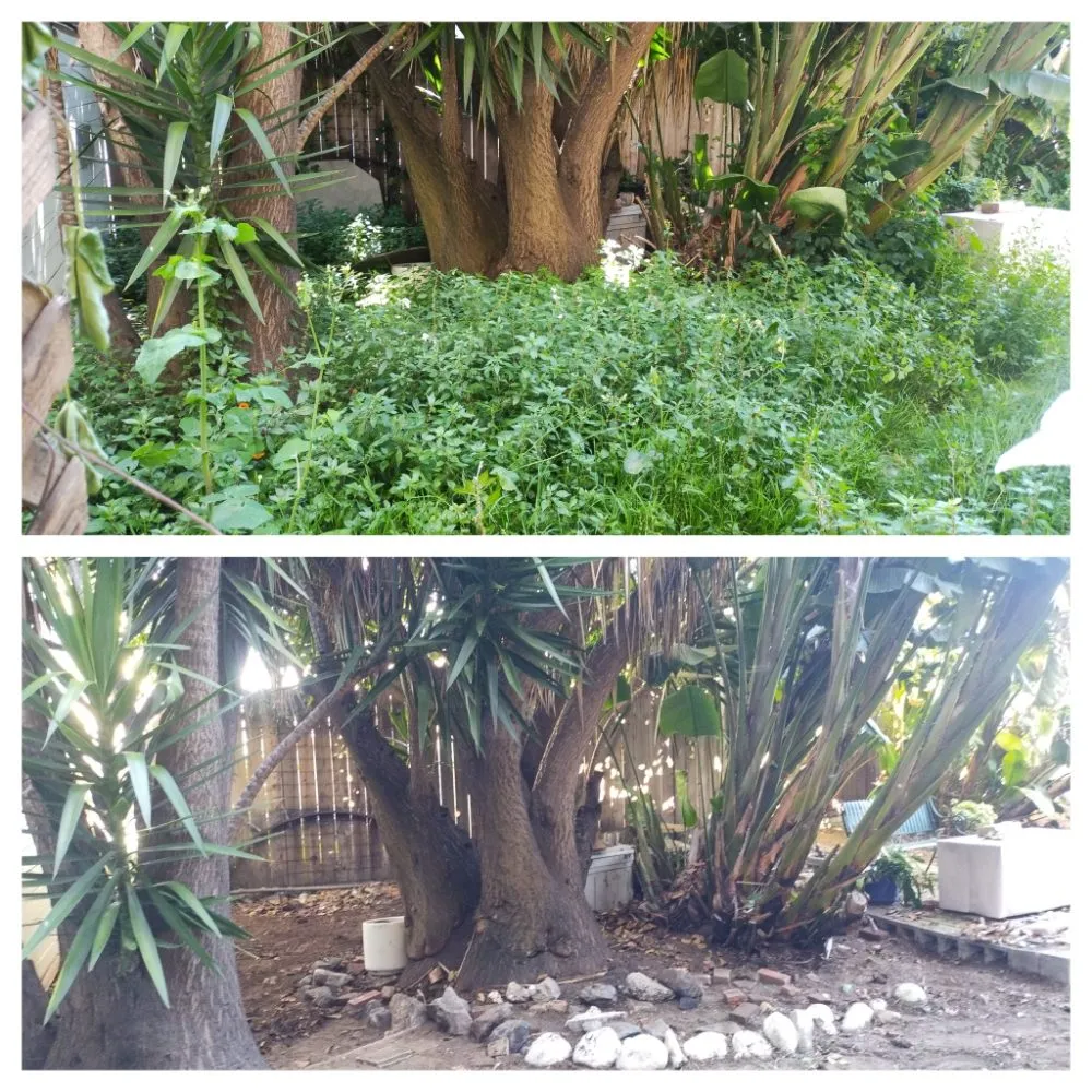 Trusted yard cleanup service in San Francisco, CA by Green Leaf Landscaping