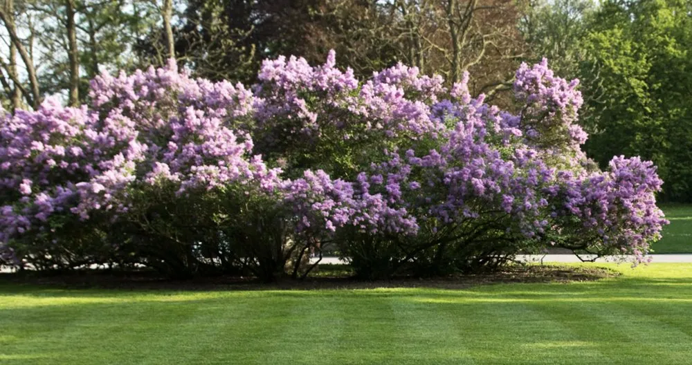 Affordable outdoor landscaping in Ocala, FL by Green leaf lawn care