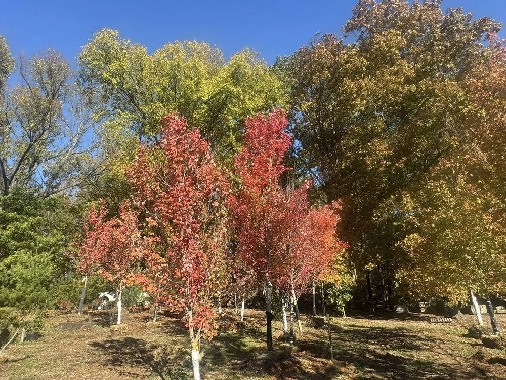 Reliable yard cleanup service experts serving Glasgow, KY - Green Leaf Nursery